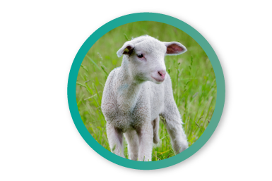 A bárány gyapjút kifejezetten gyermekeknek, érzékenyebb bőrű felnőtteknek ajánljuk.