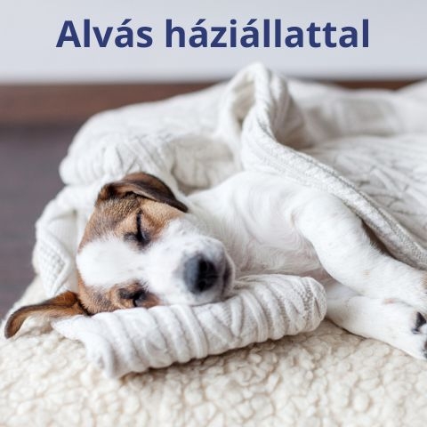 Alvás háziállattal – jó ötlet vagy sem?